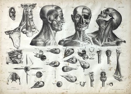 Studio elementi di anatomia applicata alle belle arti