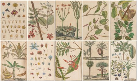 Lotto composto da dieci stampe da erbario. XVIII secolo. Cadauna di cm...