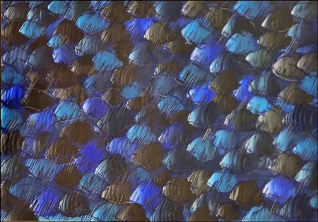 DE FILIPPI LEONIDA Milano 1969 "Anime"