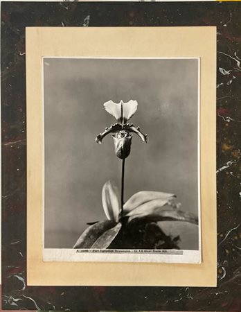 Fratelli Alinari "Cypripendium Chloroneurum" 
fotografia alla gelatina sali d'ar