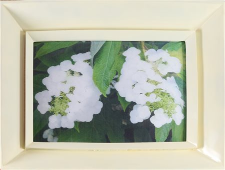 Chiara Dynys, Poisoned flower on bosphorvi, 2016