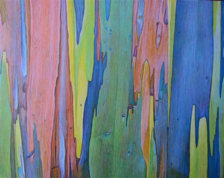 Rodolfo Savoia, Eucalipto n. 3