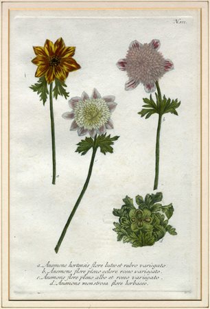 Johann Wilhelm  Weinmann, Sette tavole botaniche da Phytanthoza Iconographia. Regensburg: 1735-1745.