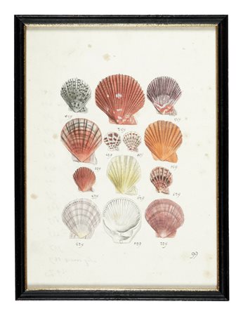 Anonimo della prima metà del XIX secolo, Raccolta di trenta acquerelli raffiguranti conchiglie. Prima metà XIX secolo.