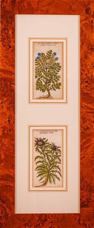 Tre cornici in radica con pregiate incisioni a mezzotinto acquerellate e xilografia acquerellate raffiguranti erbe, piante e fiori selvatici