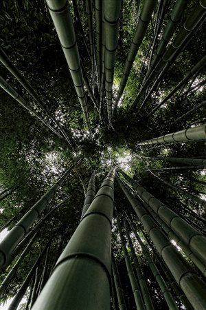 Ciro Cavaliere, 'Boschetto di Bambù ', 2014