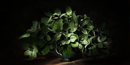 Irina Sirbu, 'Salvia', 2023