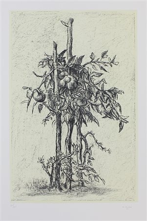 Ziveri Alberto Pianta di pomodoro, 1978 litografia a 2 colori su carta, cm....