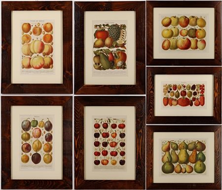 Gruppo di sei stampe tedesche a colori raffiguranti frutti, misure differenti,