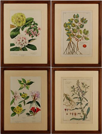 Serie di quattro stampe a colori di soggetto botanico (cm 46x33), in cornici (l