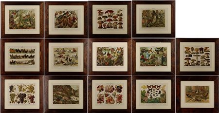 Serie di quattordici riproduzioni a colori tedesche a soggetto ornitologico, fl