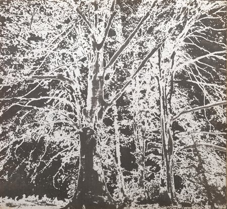 Tano Festa(Roma 1935 - Roma 1988)BOSCOemulsione fotografica su tela, cm...