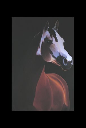 Fabrizio Dini, Stallone arabo