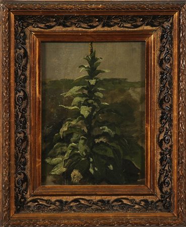 TRACY JOHN MARTIN (1844 - 1893) Studio per una pianta. Olio su cartone. Cm...