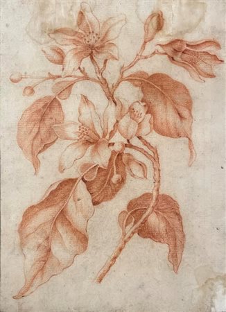 Louis Tessier (Parigi, 1719 - Parigi, 1781) 
Fiore d'arancio 
sanguigna su carta 