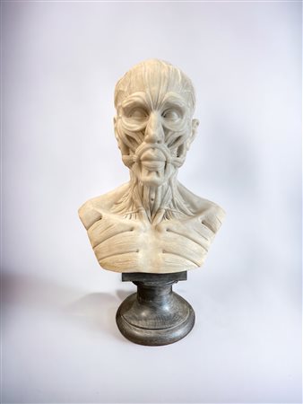  
Testa anatomica Manifattura italiana, fine XIX secolo
Marmo statuario 60 x 48cm senza base; 83 x 48cm con base