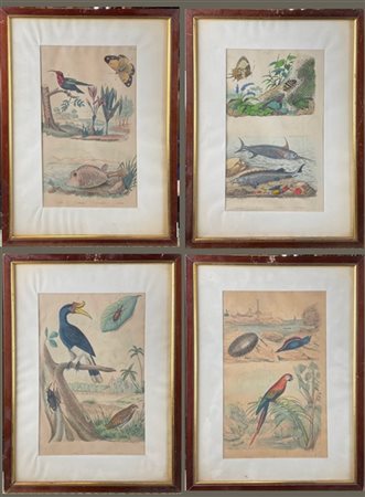 Scuola francese, secolo XIX. Quattro incisioni a colori raffiguranti volatili e