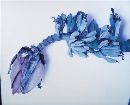 ARAKI (1940-) Senza titolo1996cibachromecm 135x115x8 circafirmata sul...