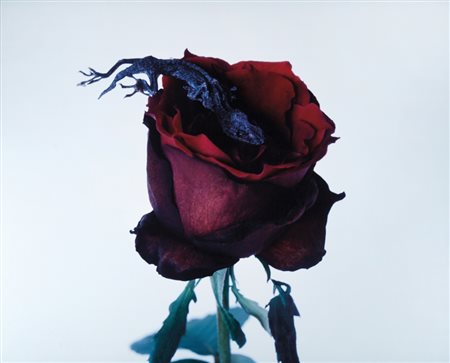 ARAKI (1940-) Senza titolo1996cibachrome135x115x8 cm circafirmata sul...