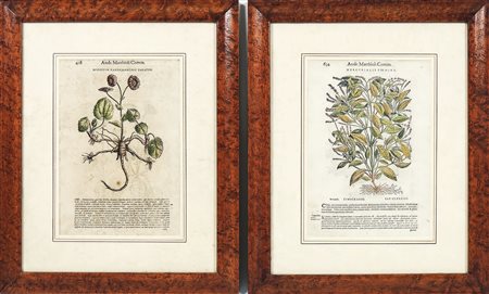 DA PETRUS ANDREA MATTIOLI - FROM PETRUS ANDREA MATTIOLI Serie di cinque...