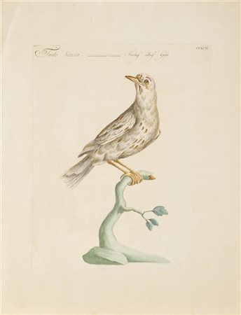 Saverio Manetti "Tavola ornitologica"
acquaforte colorata (mm 342x275)