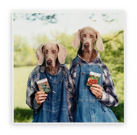WILLIAM WEGMAN (1943) - "Broccoli/Radish)", 1996
