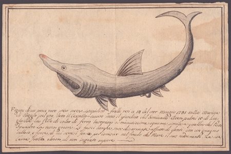Figura di un pesce raro preso mezzo istupidito fralle retti a 14 del corr. maggio 1795 nella Marina di Reggio...