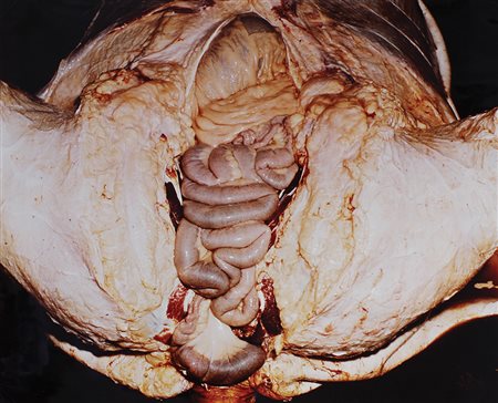 Nitsch Hermann O.M. Theater, 1973 fotografia su carta kodak, cm 50x60, es....