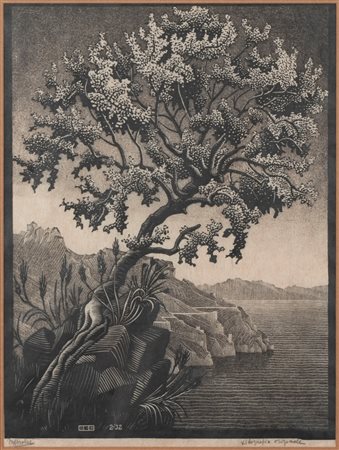 Maurits Cornelis Escher (Leeuwarden 1898-Laren 1972)  - L'albero del Carrubo, 1932