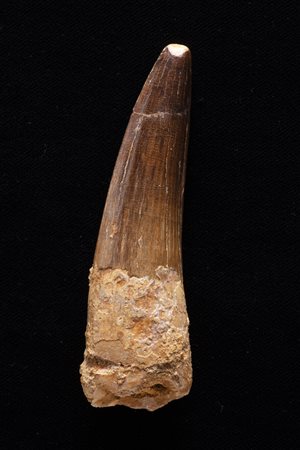 Spinosaurus aegyptiacus
Dente, circa 99,6-93 milioni di anni, Marocco