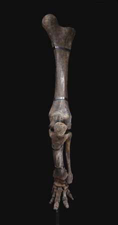 Mammuth (Mammuth primigenius)
Arto posteriore, circa 45.000 anni, Europa orientale