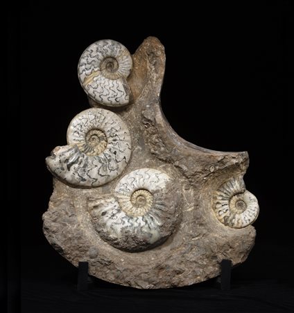 Ammoniti (Eparietites denotatus)
Colonia colpita da evento di mortalità di massa (MME), circa 190 milioni di anni, Inghilterra