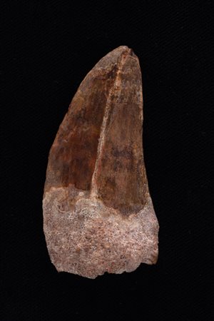 Carcharodontosaurus
Dente, 94-99 mililioni di anni, Marocco