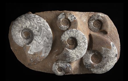 Ammoniti (Gonioclymenia speciosa)
Colonia colpita da evento di mortalità di massa (MME), circa 359,3-371,1 milioni di anni, Marocco