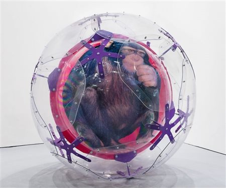 PATRICK TUTTOFUOCO Brazil (Scimpanzè), 2003