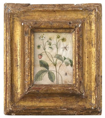 Ignoto

"Fragoline"
tempera su pergamena (mm 124x98)
in cornice antica (difetti