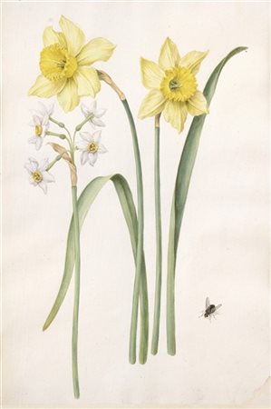 Ignoto

"Fiori"
lotto composto da quattro acquerelli su carta (mm 345x235 ca.)