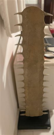 Rostro di pesce sega    