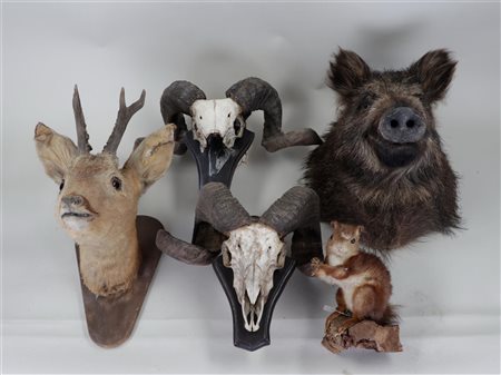A lot of taxidermy consisting of two ram's antlers, an einkorn on a trunk, a...