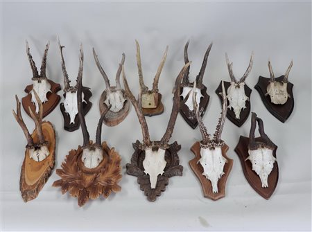 A large lot of antlers on a wooden shield.