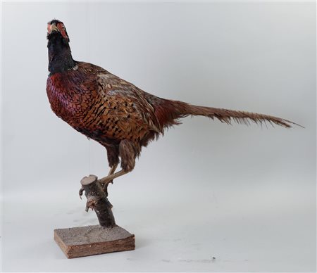 A taxidermy pheasant on a wooden trunk. L. 70 cm.