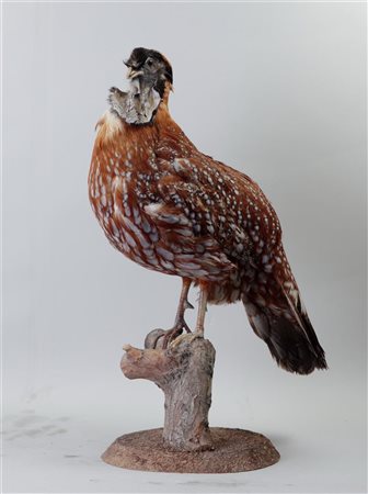 A taxidermy of a quail on a wooden trunk. L. 40 cm.