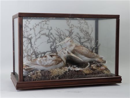 Two taxidermy snipes in display case. 33 x 50 cm.