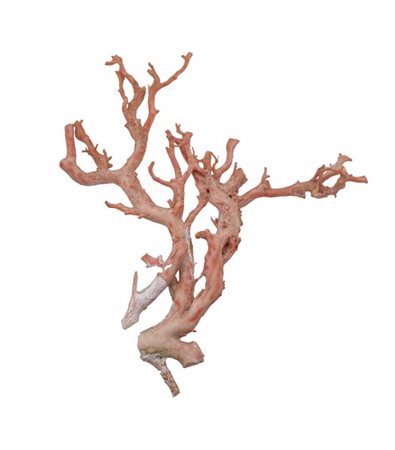 Ramo di corallo rosa (g 130) (cm 19x22) (difetti e rotture)