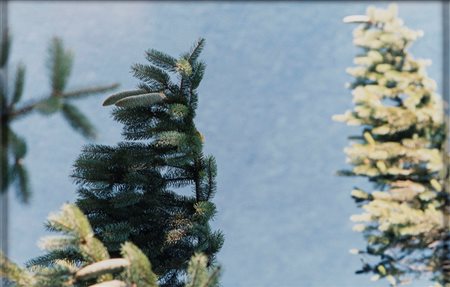 Tancredi Mangano (1969)  - Eden 59, Milano, 2005