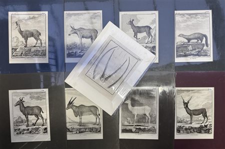 A lot containing prints of various animals.