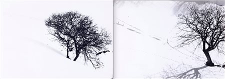 Abbas Gharib Nascita: 1942 Lonely Tree, dalla serie “Snow white photo...