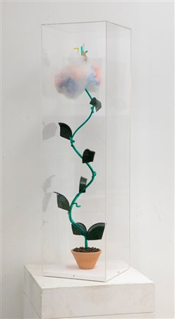 CORRADO BONOMI (1956) - Fagioletto, 2006