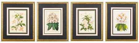 Lotto composto da quattro stampe a soggetto botanico