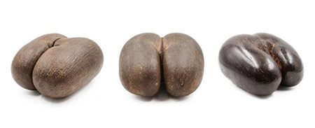 Collezione di tre diversi "Coco de Mer" (cm max 39x29) (difetti)

Si tratta di